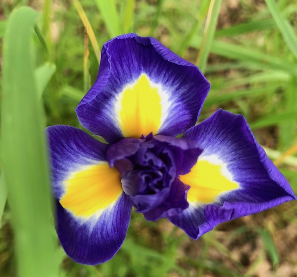 Jolie fleur violette