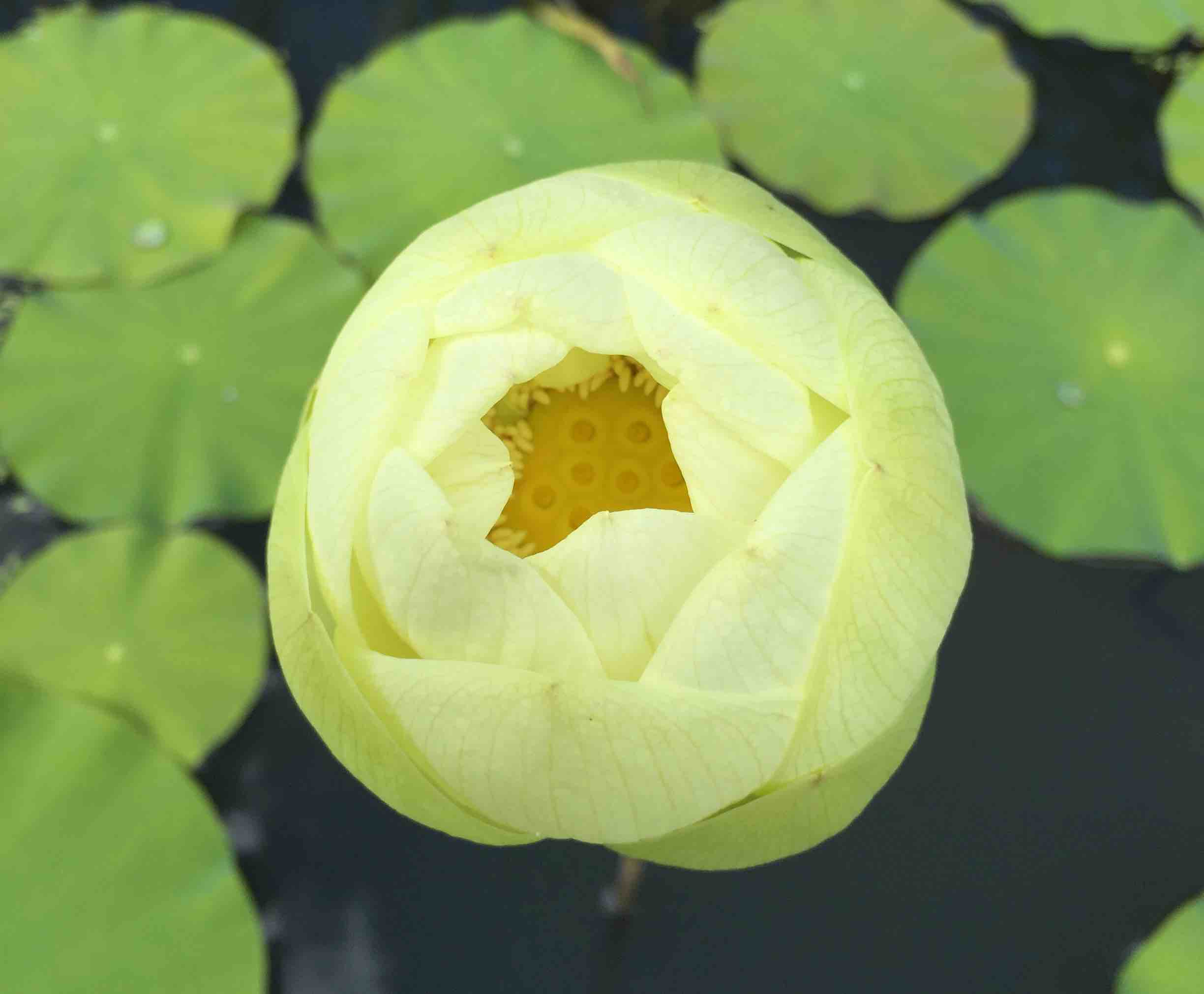Lotus jaune, en ouverture